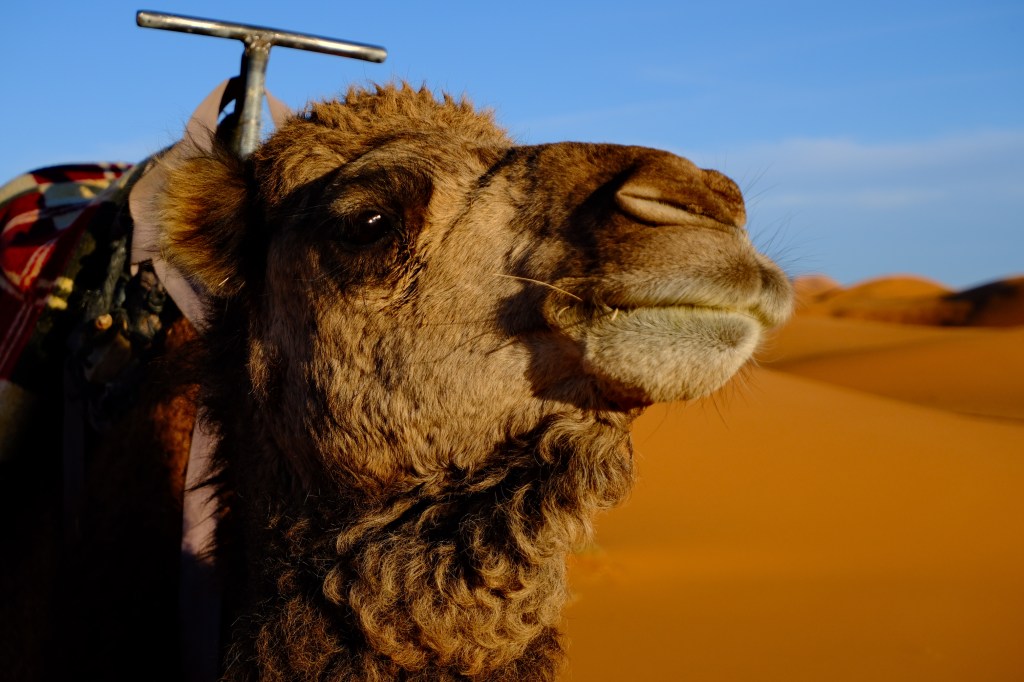 Merzouga Camel